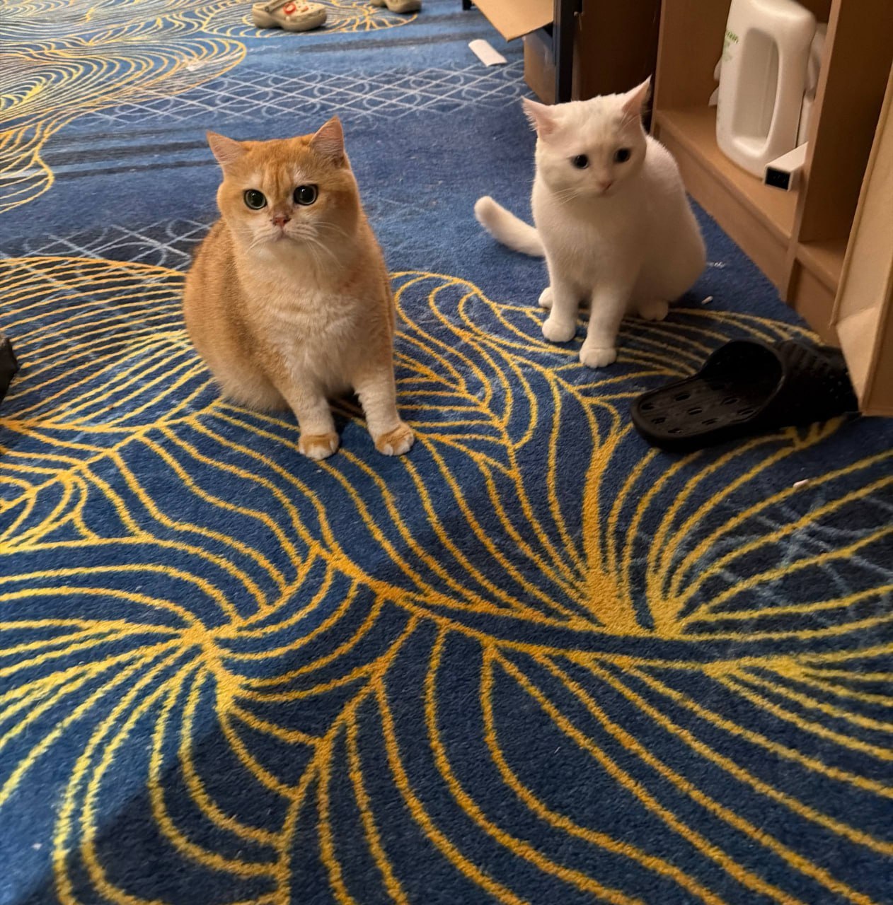 群友求助 #柬埔寨 木牌合法经商，无辜被扣证件财物、猫咪被带走