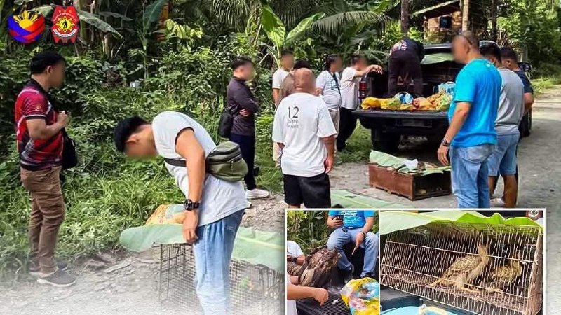 野生动物 #非法交易 萨兰加尼查获550万比索珍稀野生动物!印尼男子落网‼️